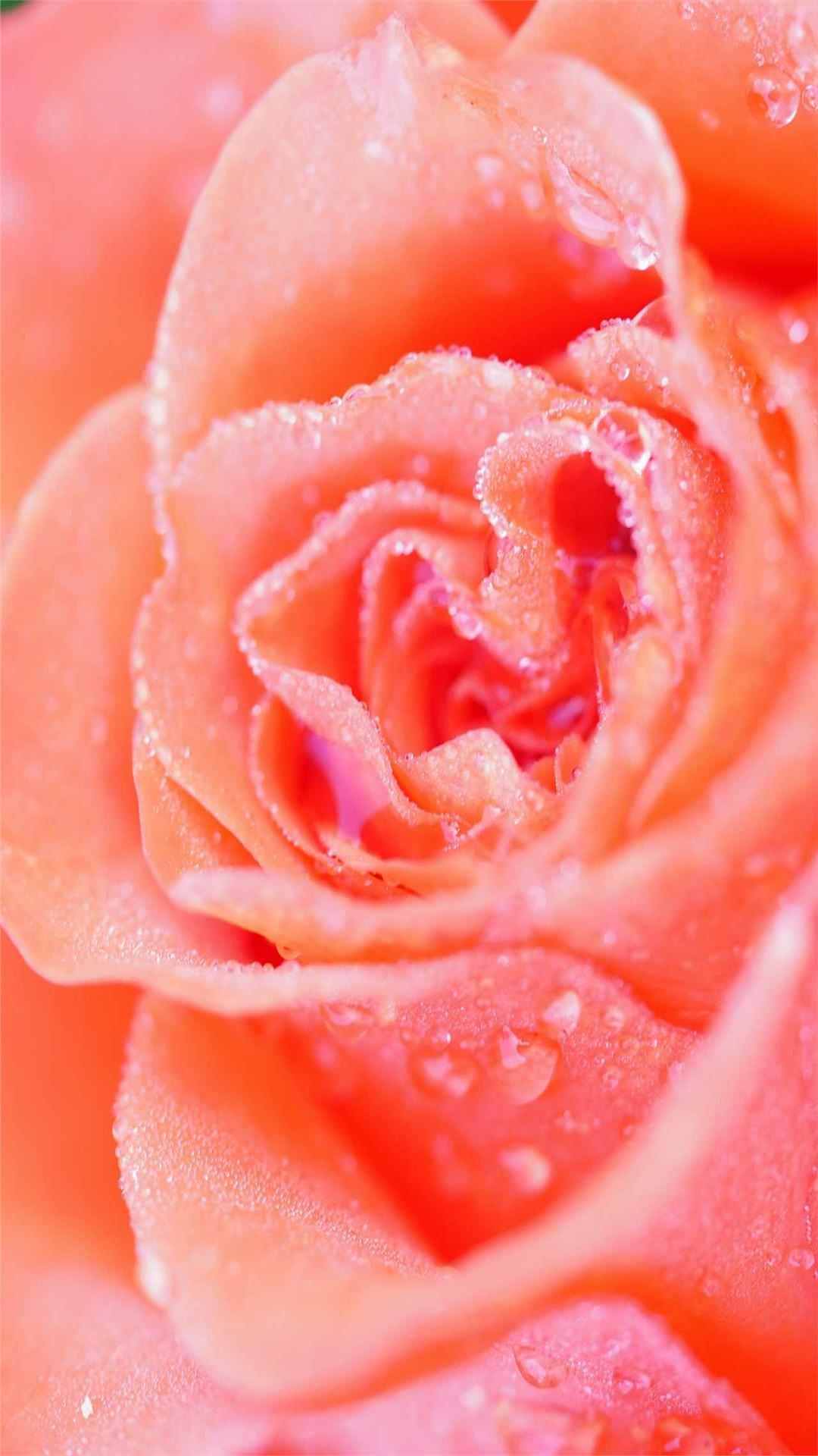 Rose Flower iPhone Wallpaper