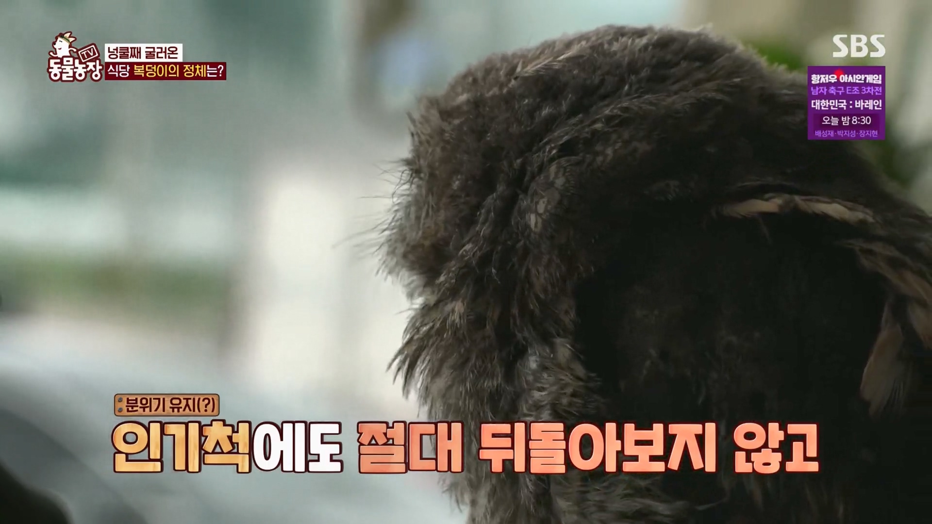 TV 동물농장.E1139.230924p.H264-F1RST.mp4_20230924_165925.636.jpg