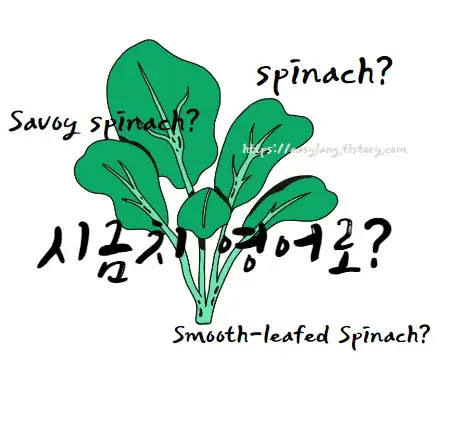 시금치-영어-로-Savoy-spinach-Smooth-leafed