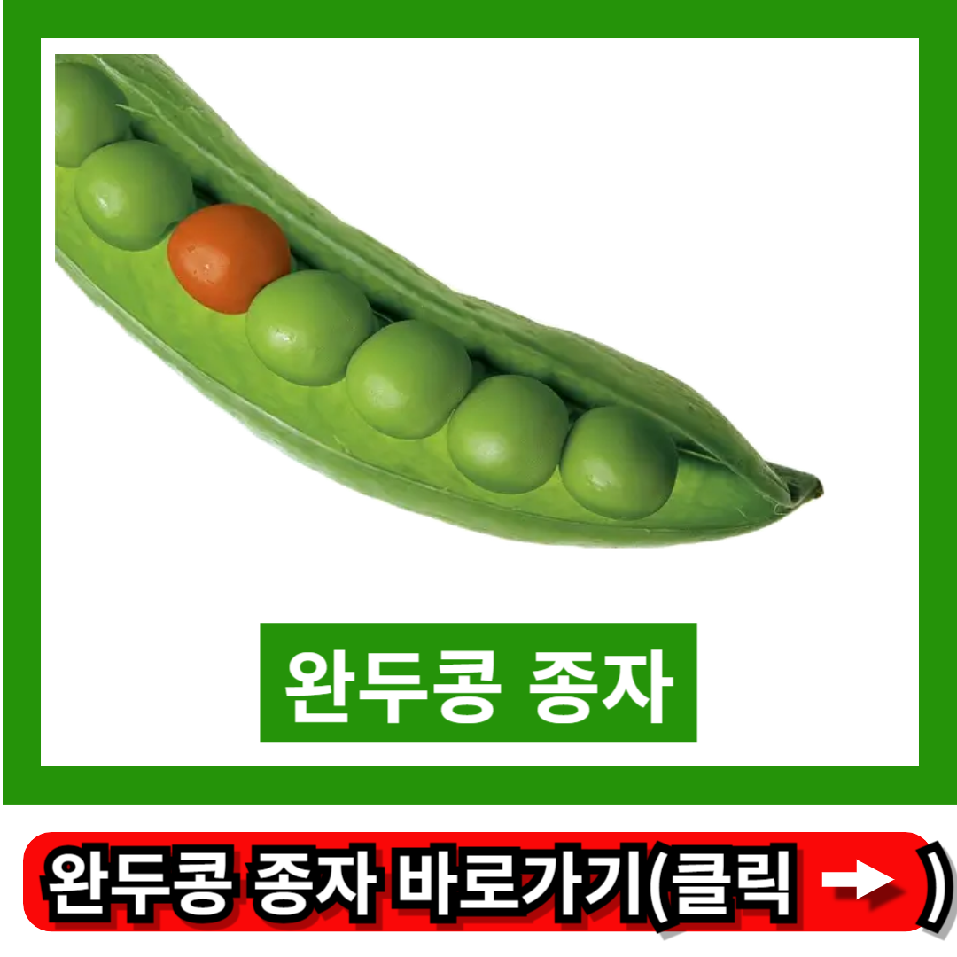 완두콩 종자