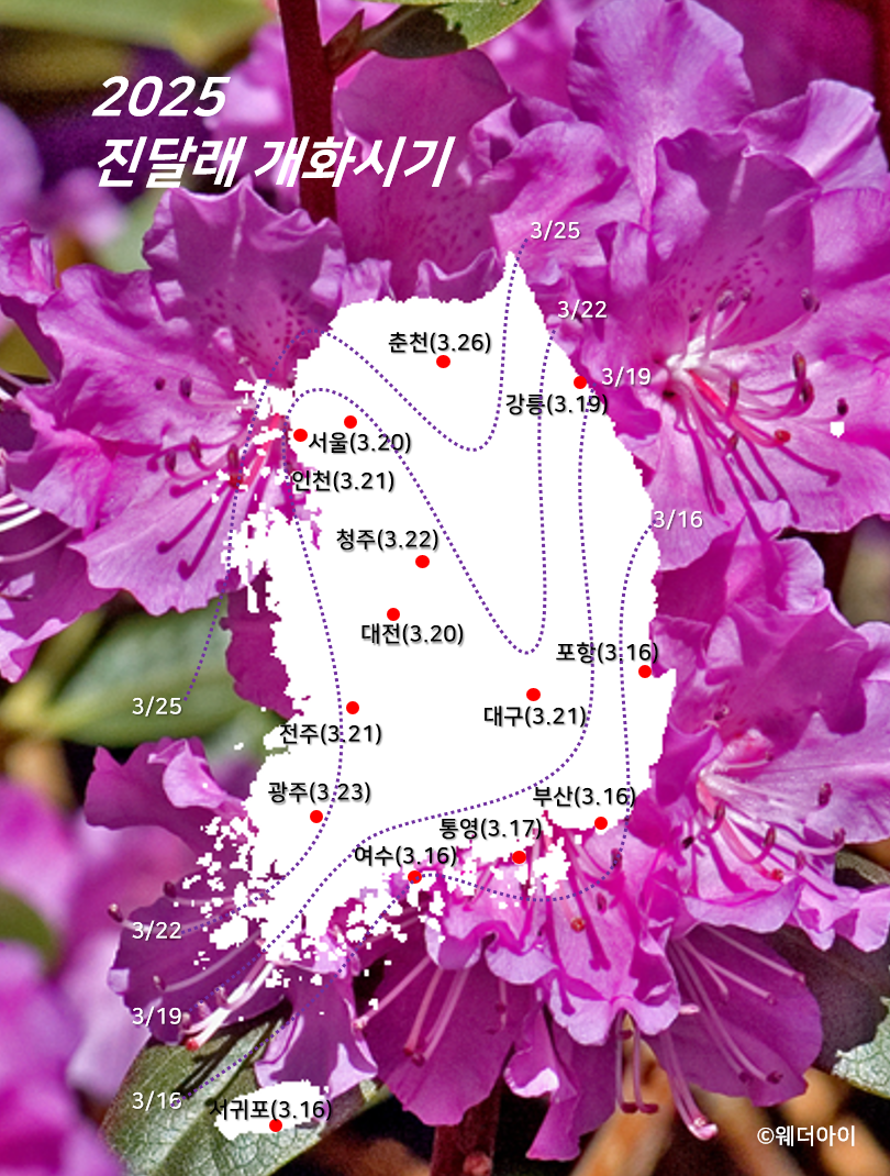 2025년 진달래 개화시기