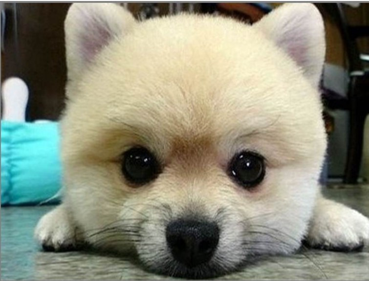  강아지 사료 안먹을때 이렇게 해봐요