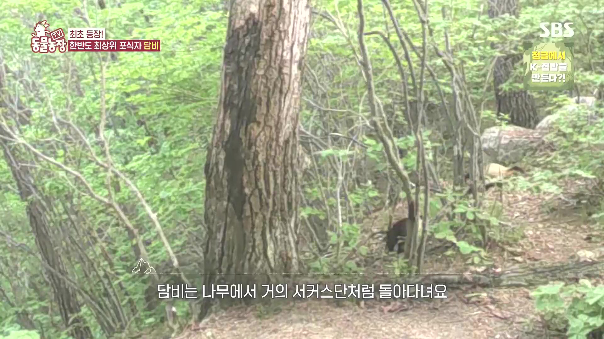 TV 동물농장.E1185.240818p.H264-F1RST.mp4_20240818_161257.222.jpg