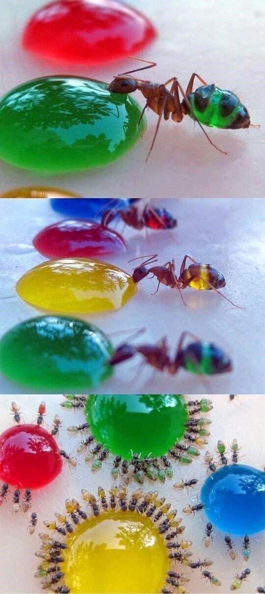 개미 이미지