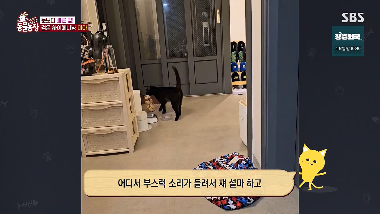 TV 동물농장.E1138.230918p-NEXT.mp4_20230917_174237.506.jpg