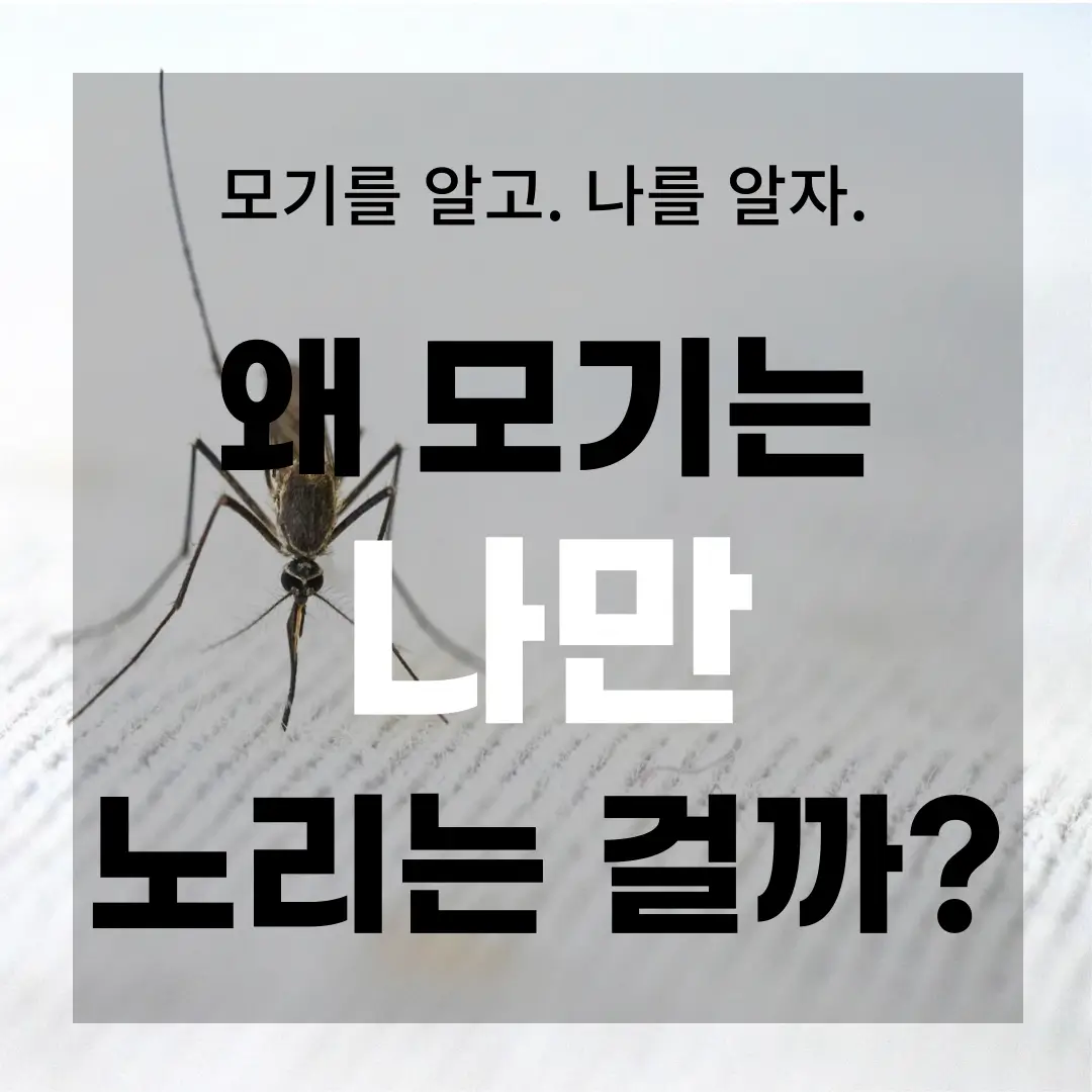 왜 나만 모기가 물까? 대표 이미지