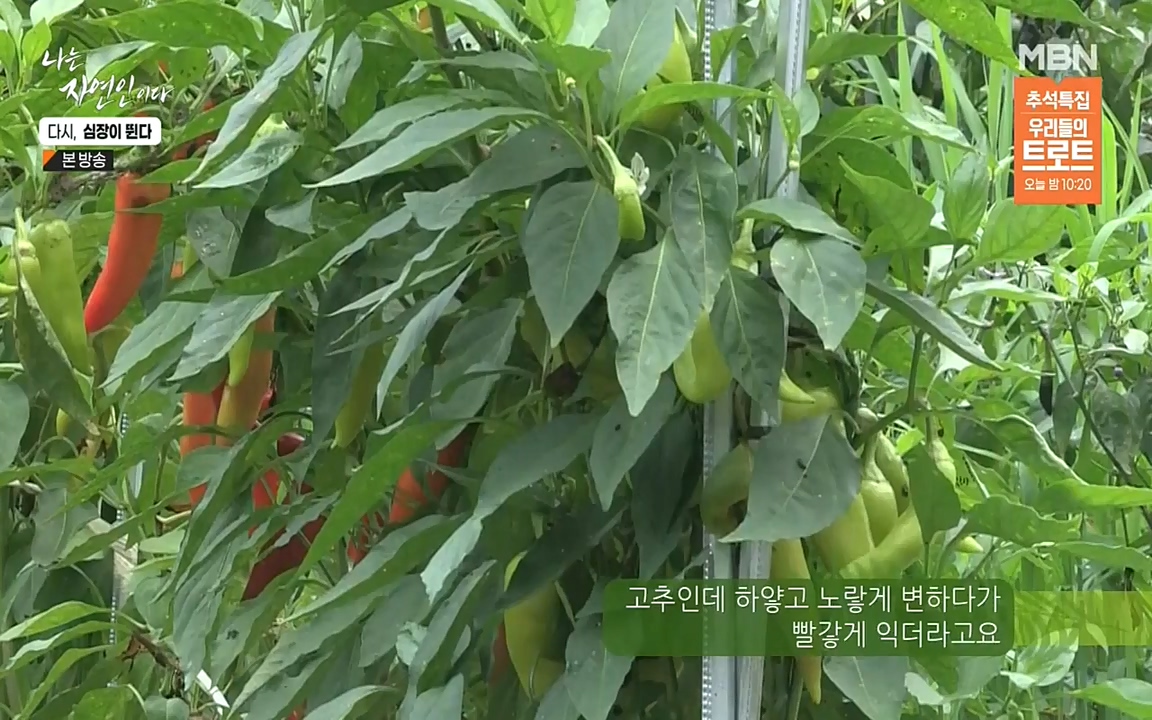 나는 자연인이다.E519.220915p-NEXT.mp4_20220915_201137.604.jpg