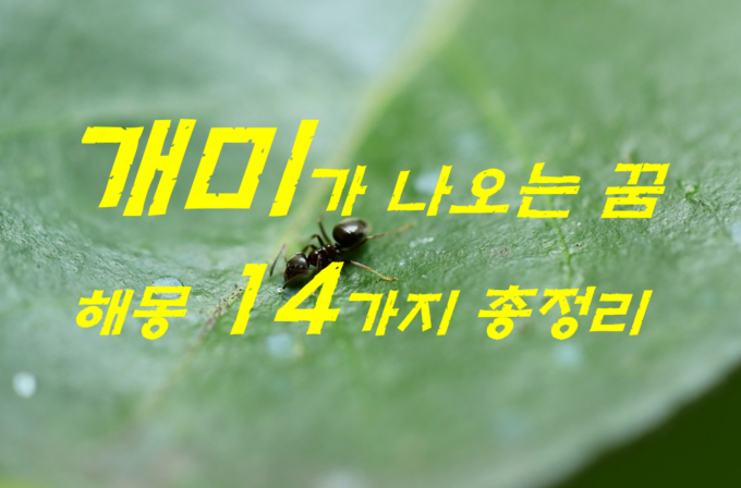  개미꿈 해몽 14가지 총정리