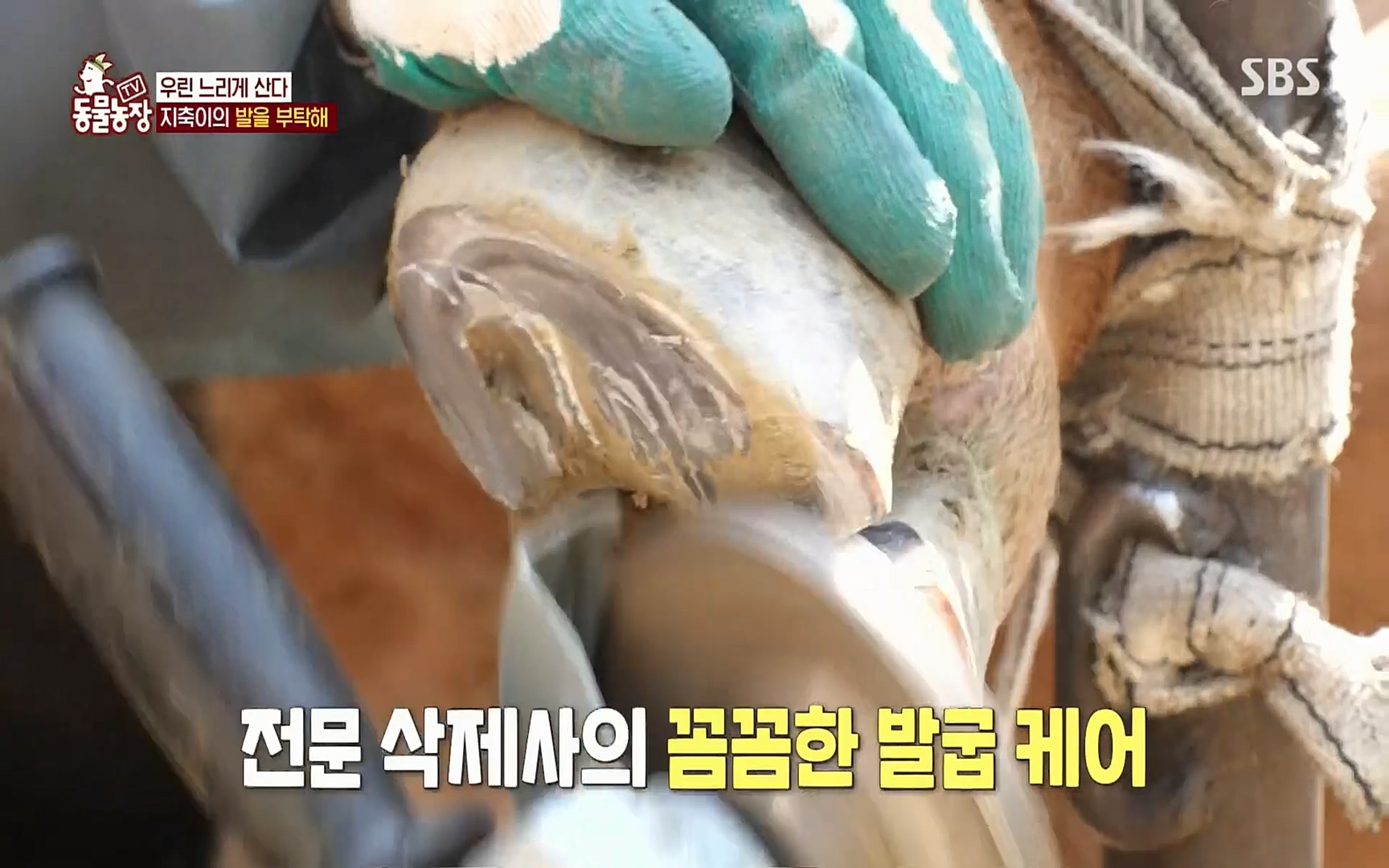 TV 동물농장.E1074.220619p.H264-F1RST.mp4_20220619_181730.627.jpg