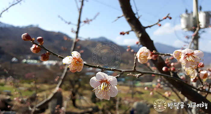 반달곰 지구여행 - 전남 광양 매화마을&#44; 홍쌍리 매실&#44; 광양 매화꽃축제