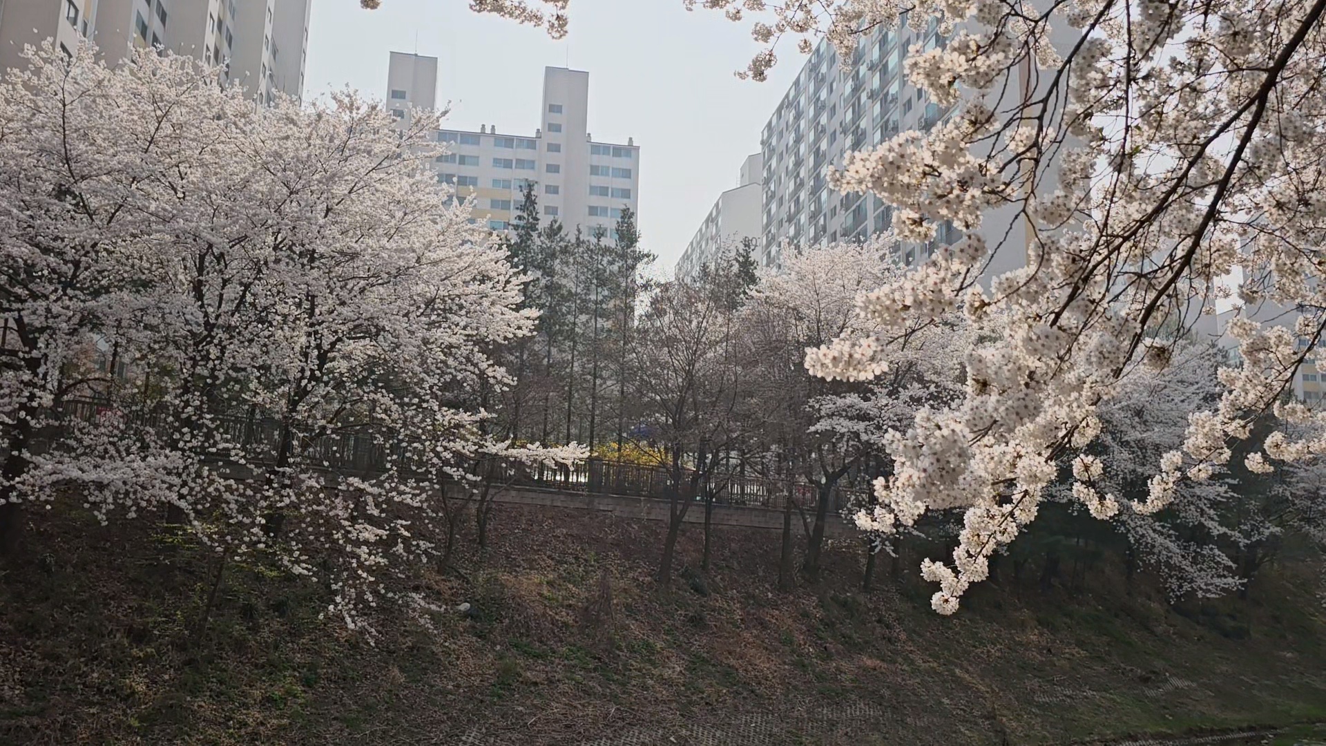  벚꽃 나들이 * 정평천 벚꽃