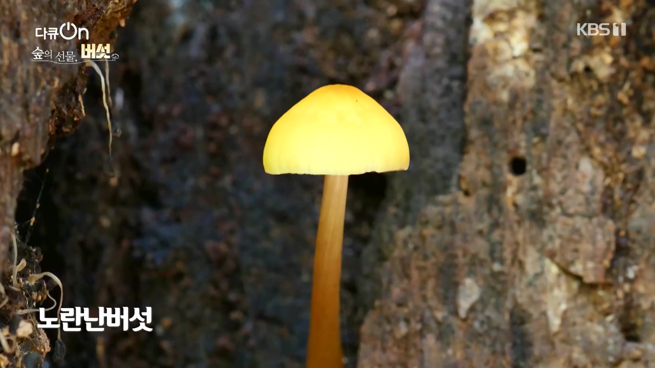 다큐 온.E227.231120p-NEXT.mp4_20231121_201837.450.jpg