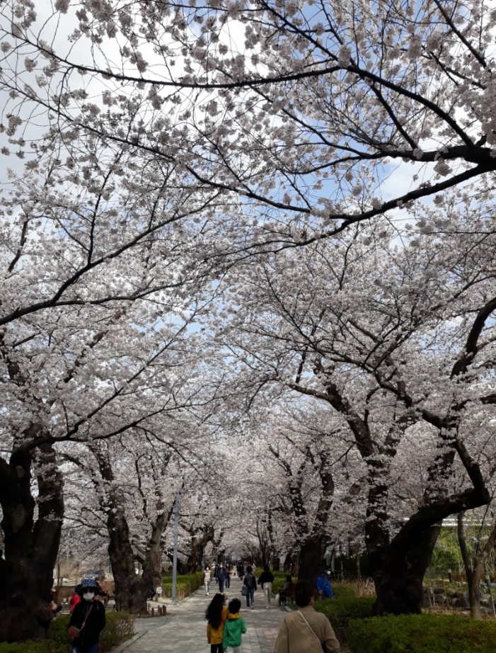 울산언양벚꽃길