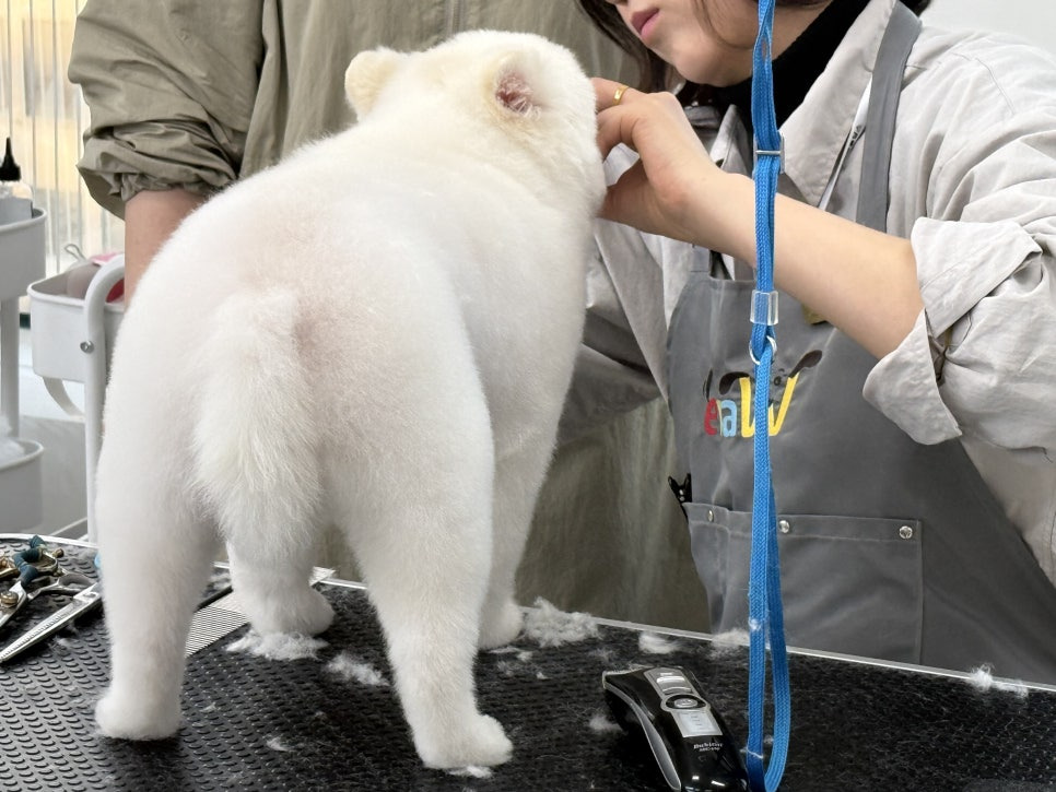 평택애견미용학원 이미지