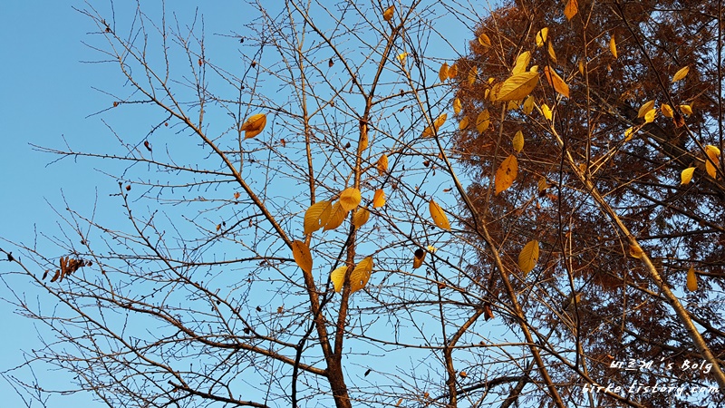 바람에-날리는-나뭇잎