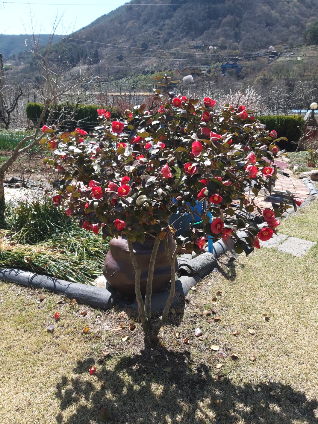 20230327 - 오진석의 밭수리, 대나무 베기, 더덕 심기 1