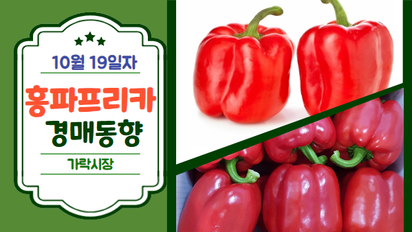  [경매사 일일보고] 10월 19일자 가락시장 홍파프리카 경매동향을 살펴보겠습니다!