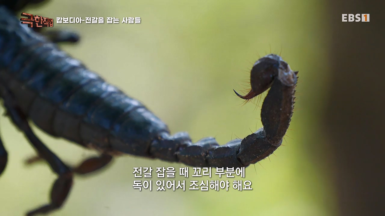 TV - 전 국민의 평생학교 EBS캄보디아 - 독충을 잡는 사람들.mp4_20230501_173352.624.jpg