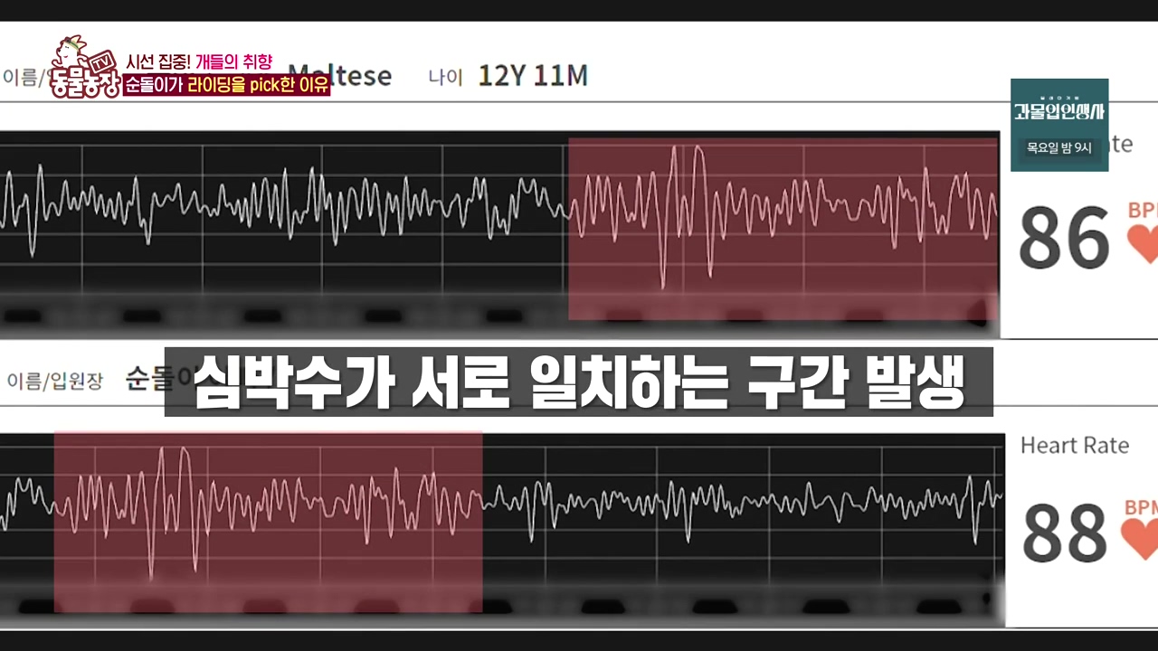 TV 동물농장.E1152.231232p-NEXT.mp4_20231231_165745.689.jpg