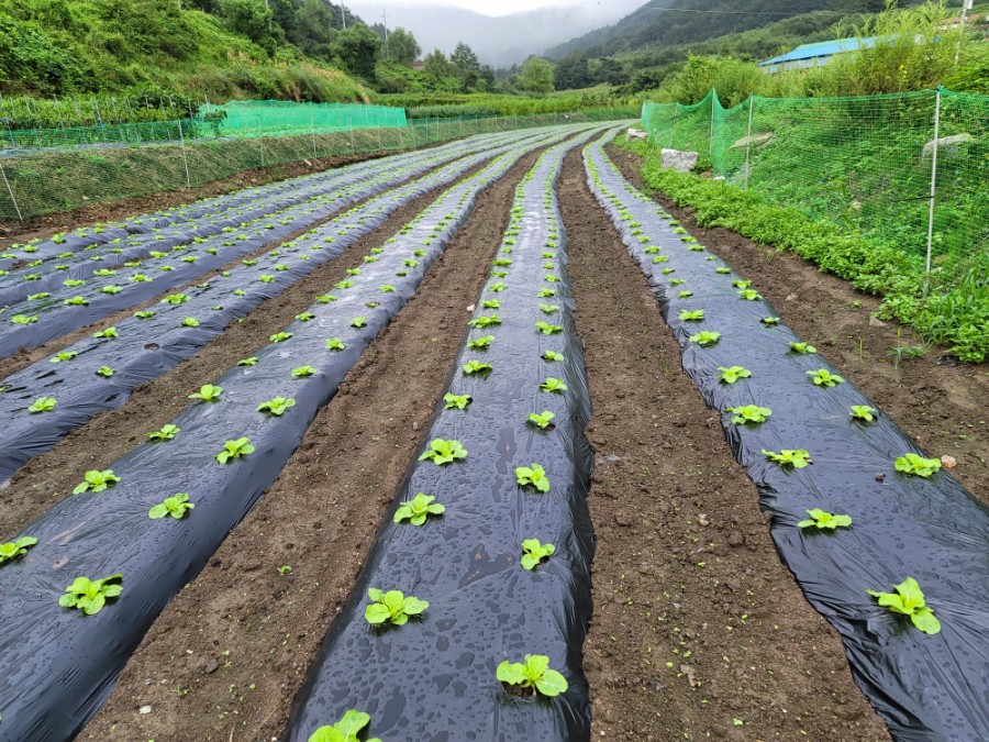 가을배추 가을 김장배추 심는시기는 언제가 20