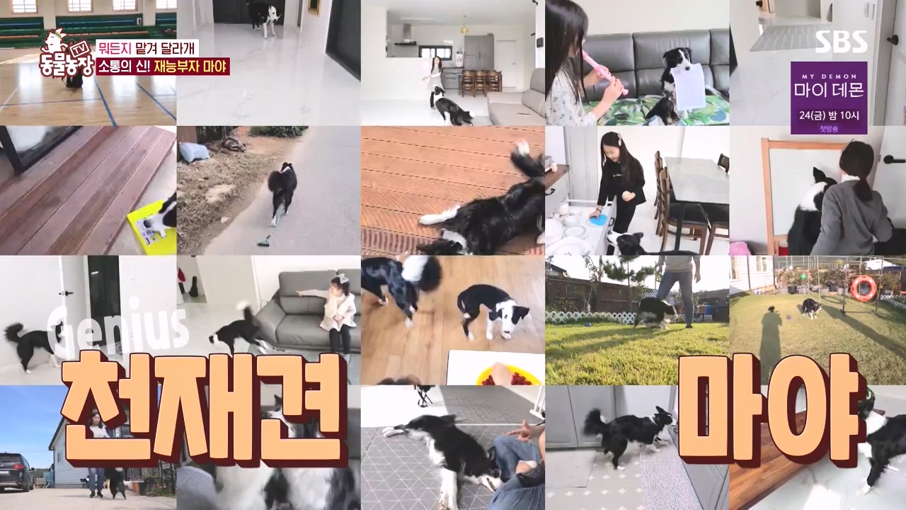 TV 동물농장.E1145.231113p-NEXT.mp4_20231112_173434.254.jpg