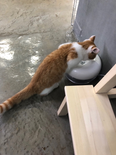 고양이물그릇