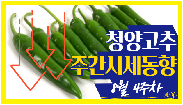  [경매사 고추품종별 주간 동향보고] 꼭지무름으로 발목잡힌 "청양고추" (8월 4주차)