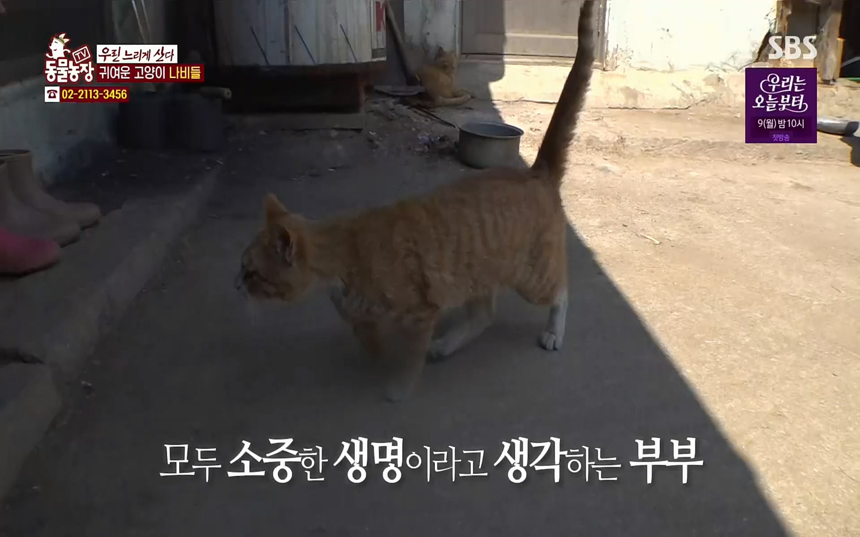 TV 동물농장.E1067.220501p.H264-F1RST.mp4_20220501_185017.227.jpg