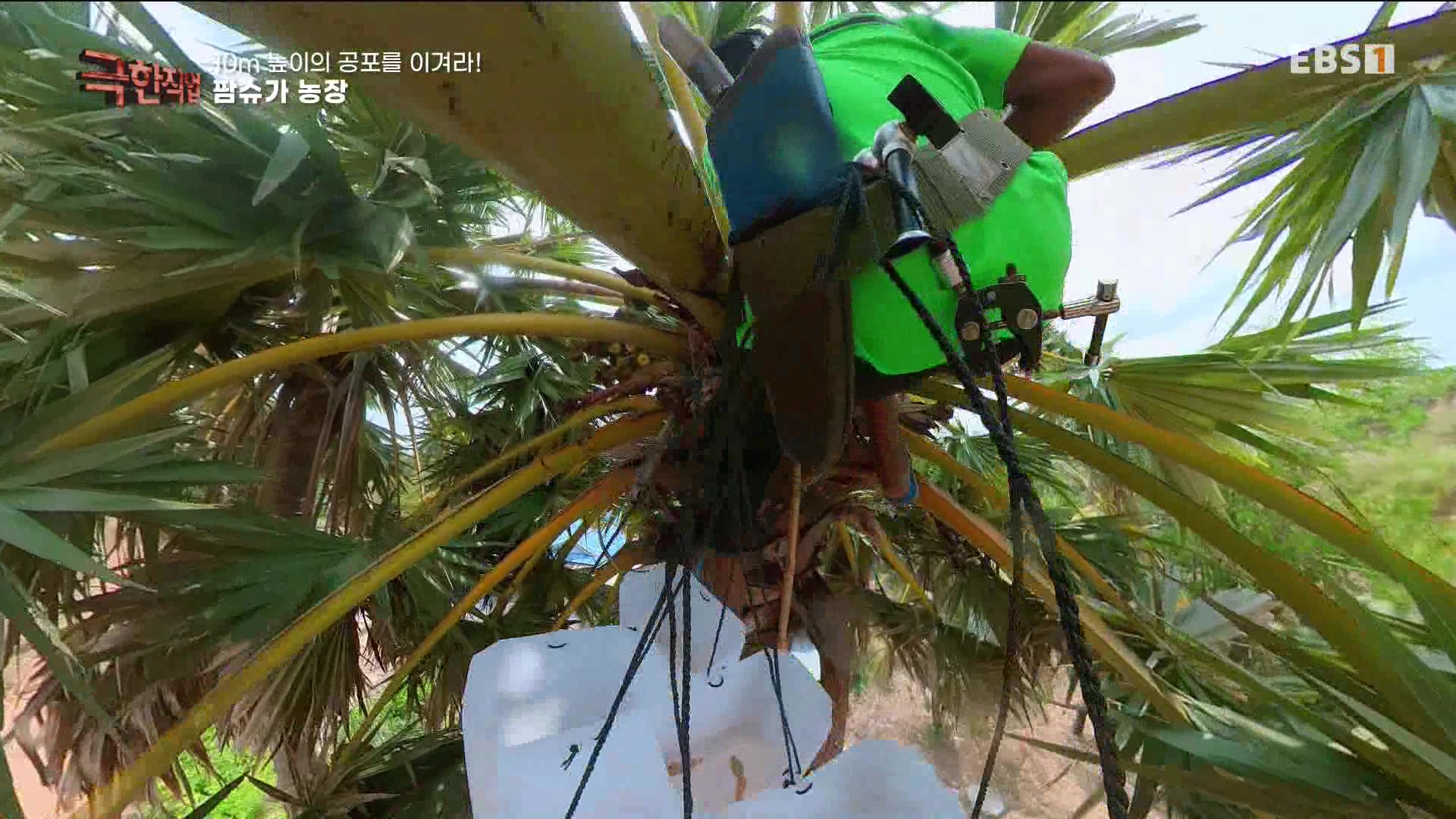 [극한 직업] 캄보디아 팜슈가 농장 230624.mp4_20230701_185228.225.jpg