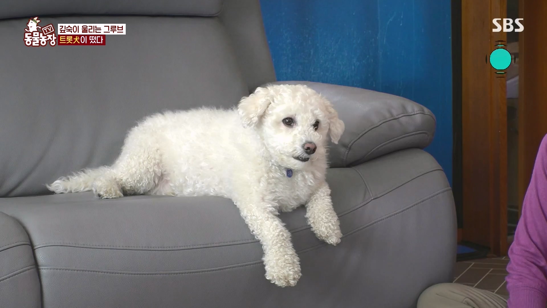 TV 동물농장.E1166.240407p-NEXT.mp4_20240407_164501.147.jpg