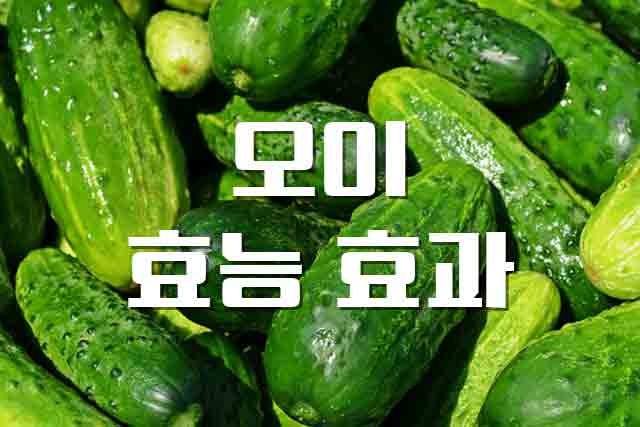  오이, 다이어트부터 피부미용까지 놀라운 효능