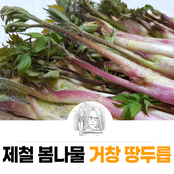 거창 대구 판매 손질 및 보관법 제철 봄나물 우도열매 - 2021년 5