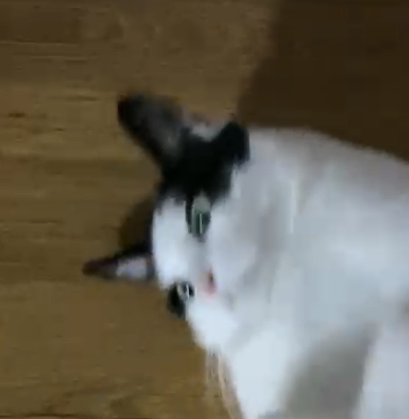 alt 태그