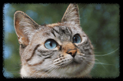 수염(감각기관)이 많은 고양이