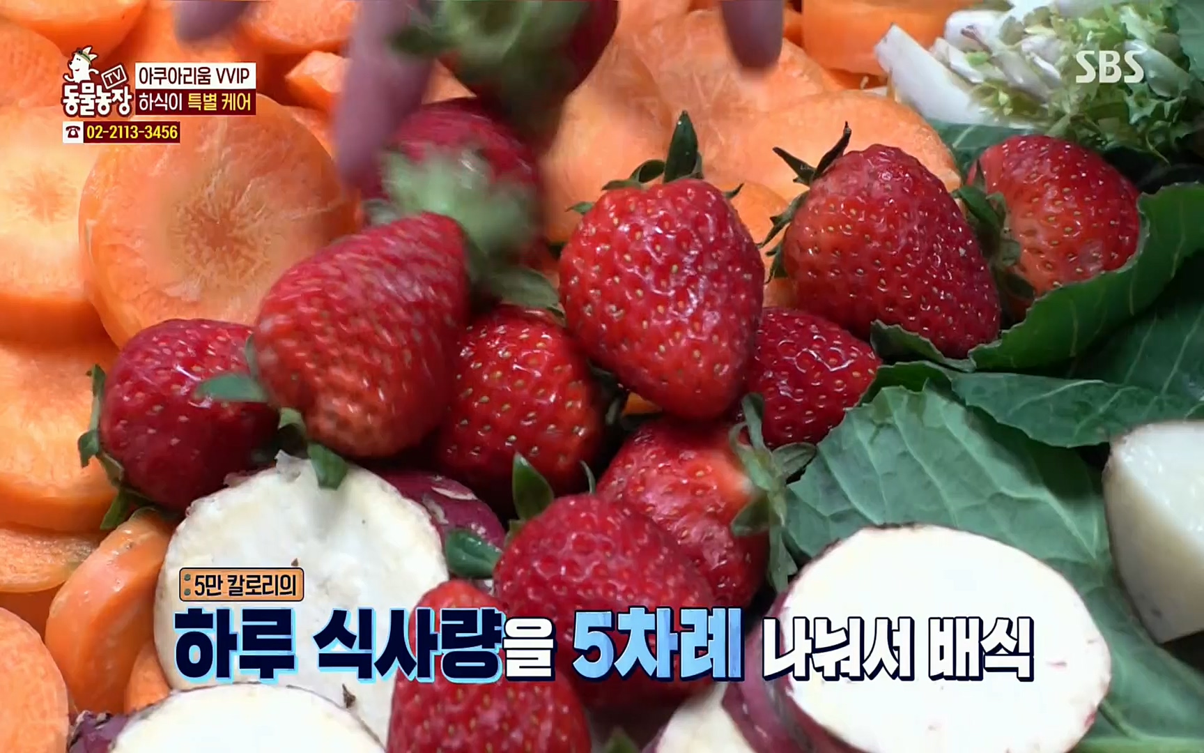 TV 동물농장.E1067.220501p.H264-F1RST.mp4_20220501_184955.855.jpg