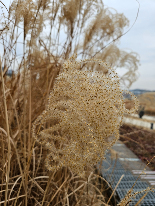 동탄호수공원 - 갈대