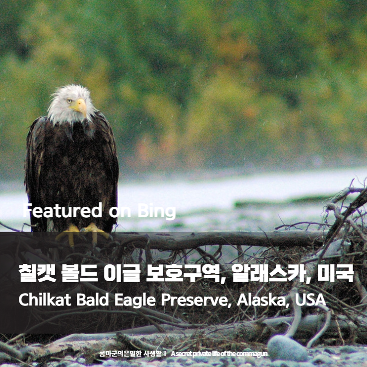 칠캣 볼드 이글 보호구역&#44; 알래스카&#44; 미국 Chilkat Bald Eagle Preserve&#44; Alaska&#44; USA