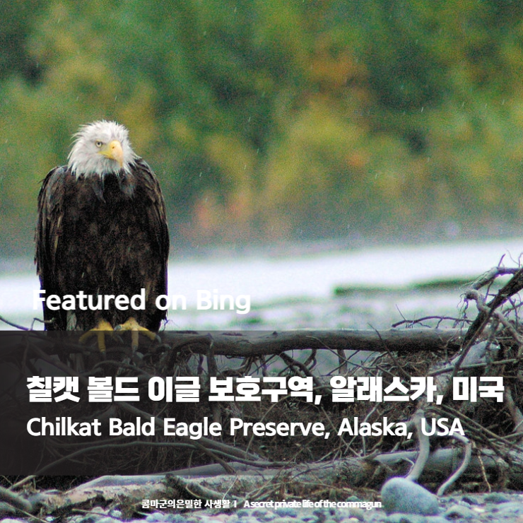  칠캣 볼드 이글 보호구역, 알래스카, 미국 Chilkat Bald Eagle Preserve, Alaska, USA