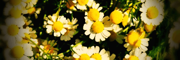 캐모마일-꽃