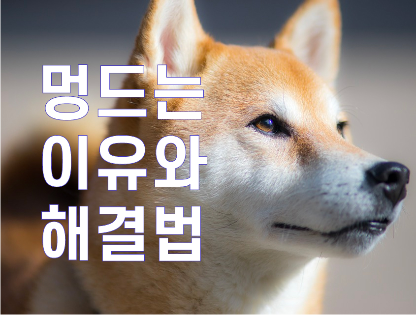  멍드는 이유와 해결법