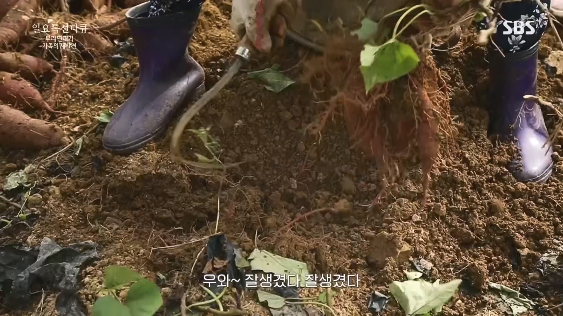 일요 특선 다큐멘터리.E327.231105p.H264-F1RST.mp4_20231105_165429.772.jpg