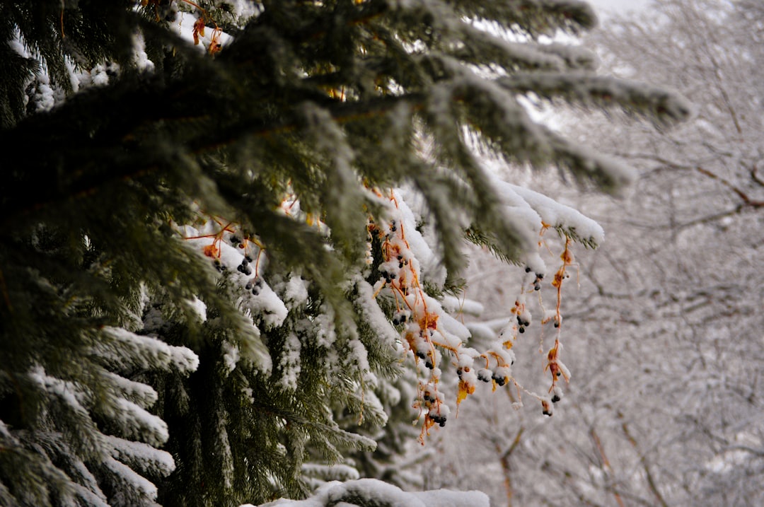 Seasonality