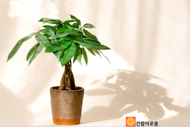 파키라