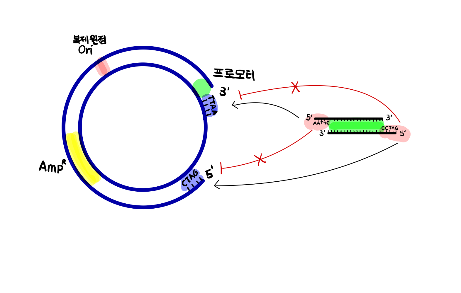  벡터 (Vector) 