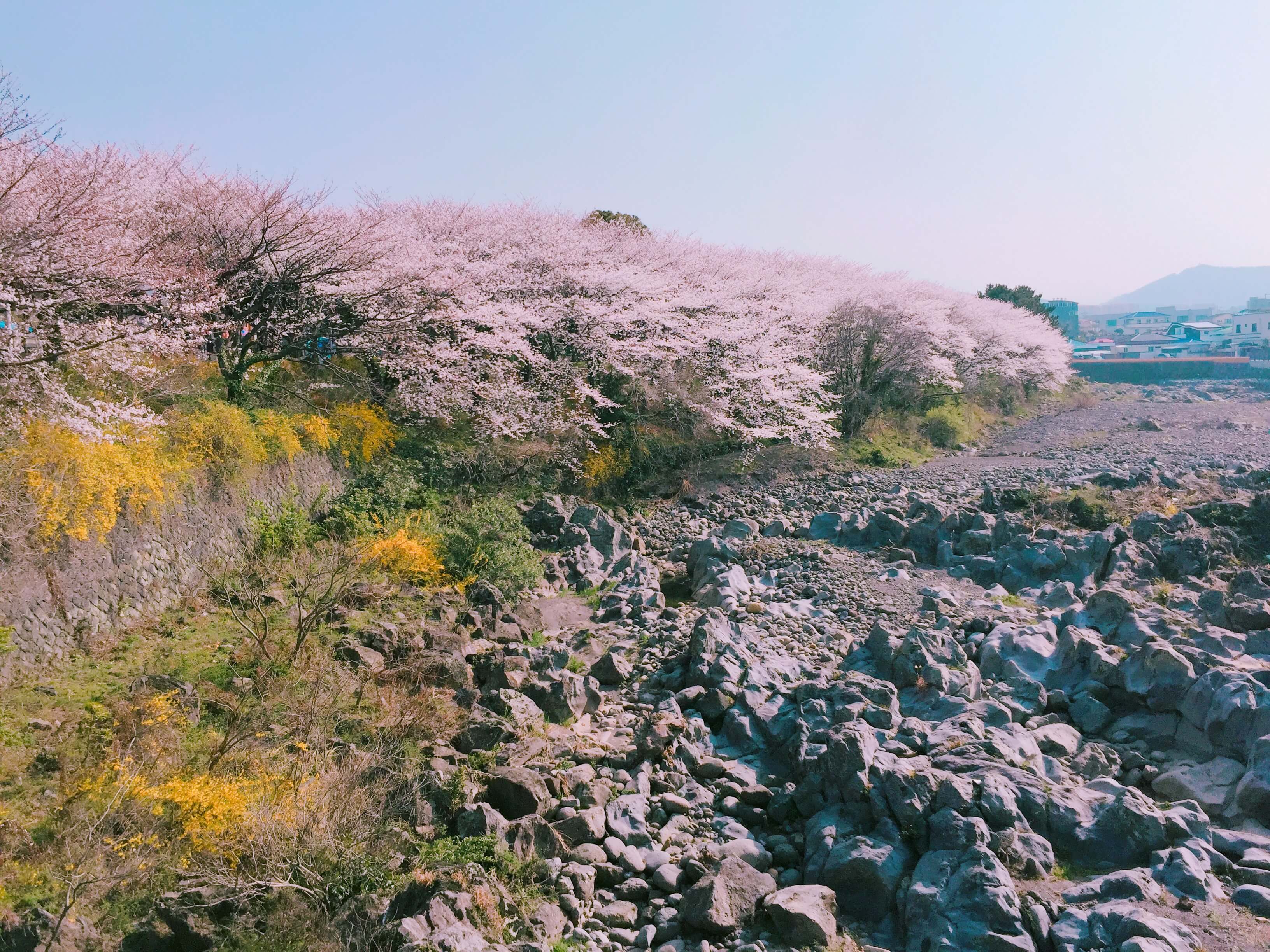 제주도 벚꽃명소 추천