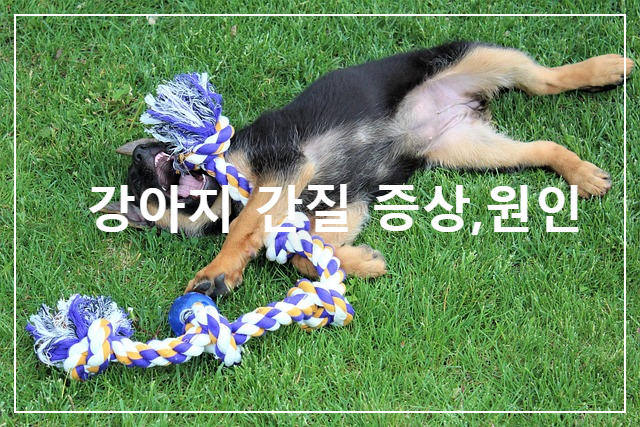  강아지 간질병  원인 및 증상
