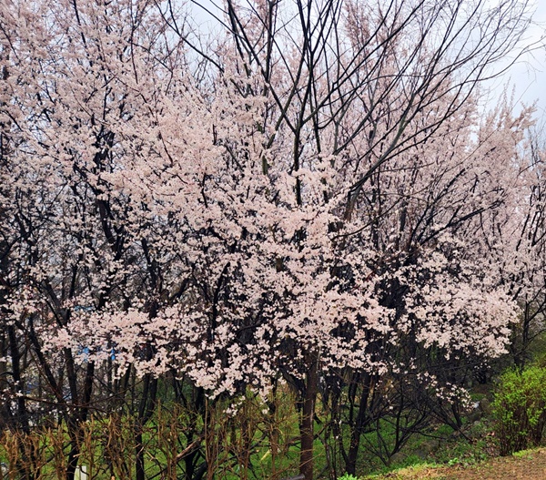 벚꽃