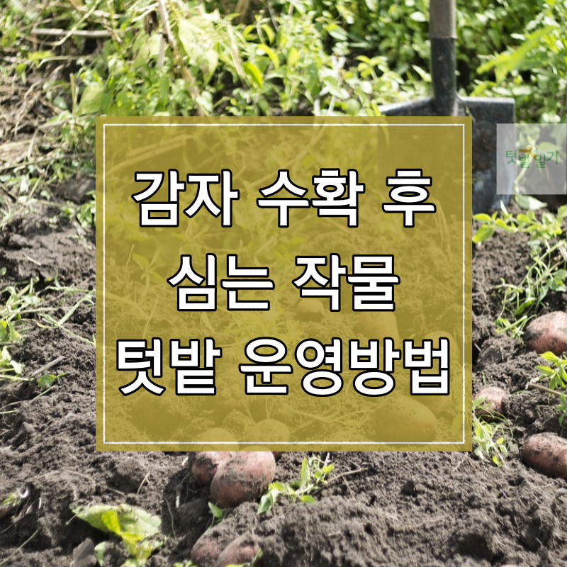 감자 수확 후 심는 작물 썸네일