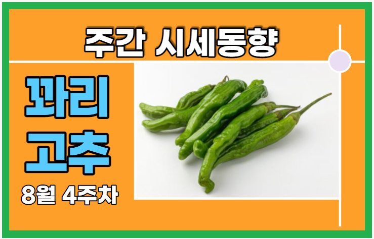  [경매사 고추품종별 주간 동향보고] 그래도 시세 괜찮은 "꽈리고추" (8월 4주차)