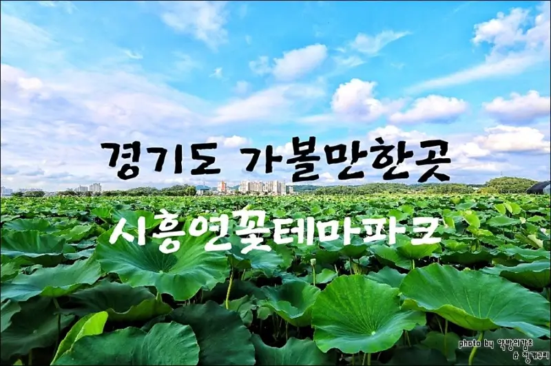 연꽃밭